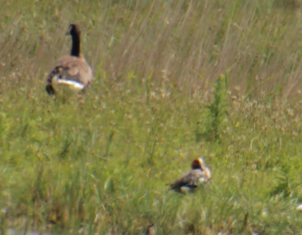 Graylag x Canada Goose (hybrid) - ML620821711