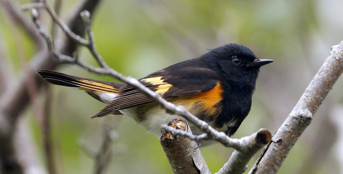 American Redstart - ML620821713