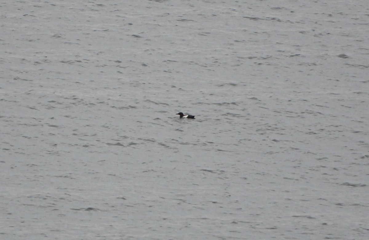 Black Guillemot - ML620821714