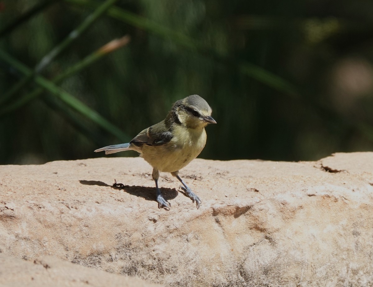 ירגזי כחול - ML620821715