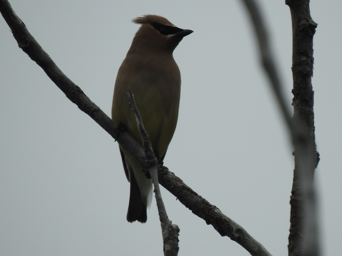 Cedar Waxwing - ML620821716