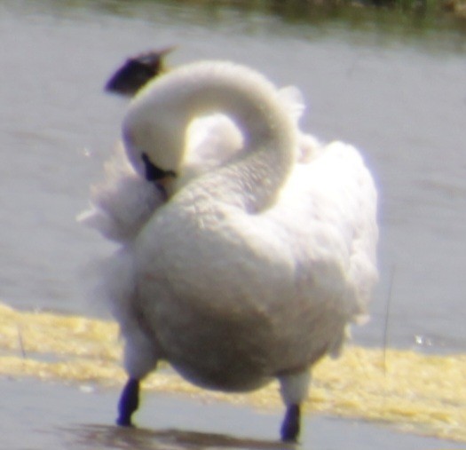 Mute Swan - ML620821717