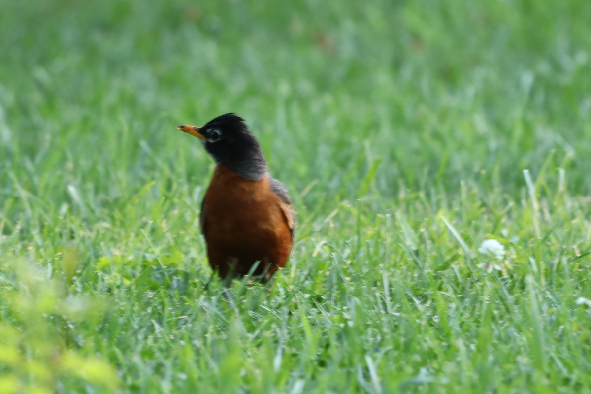 American Robin - ML620821718