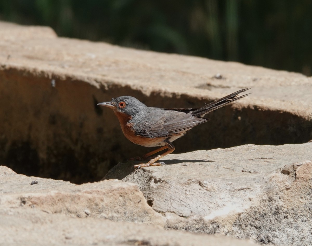 Western Subalpine Warbler - ML620821719