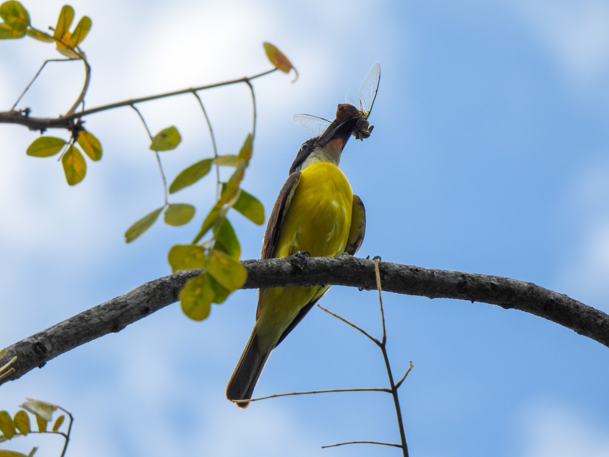 Boat-billed Flycatcher - ML620821722