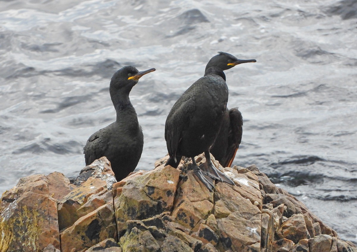 Cormorán Moñudo - ML620821724