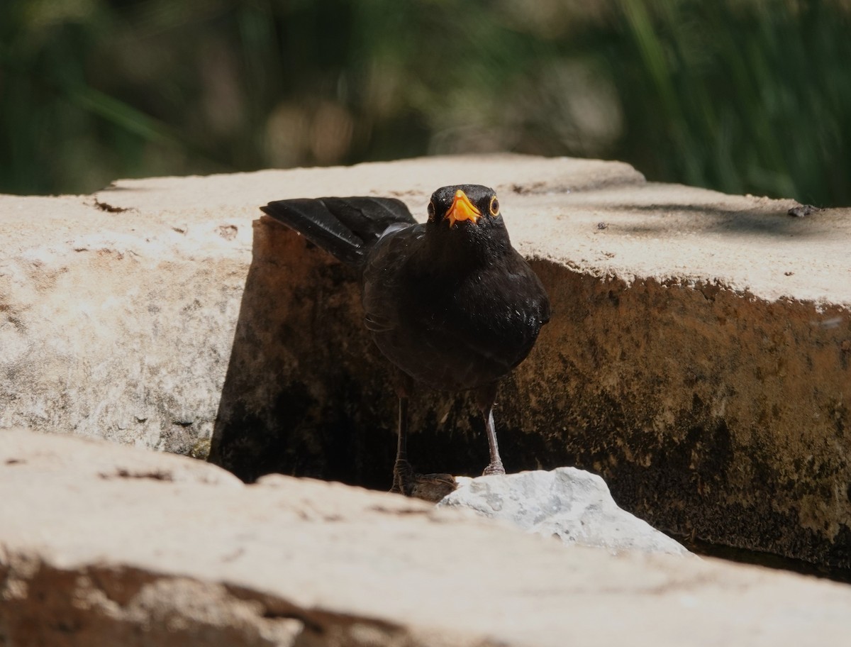 Eurasian Blackbird - ML620821725