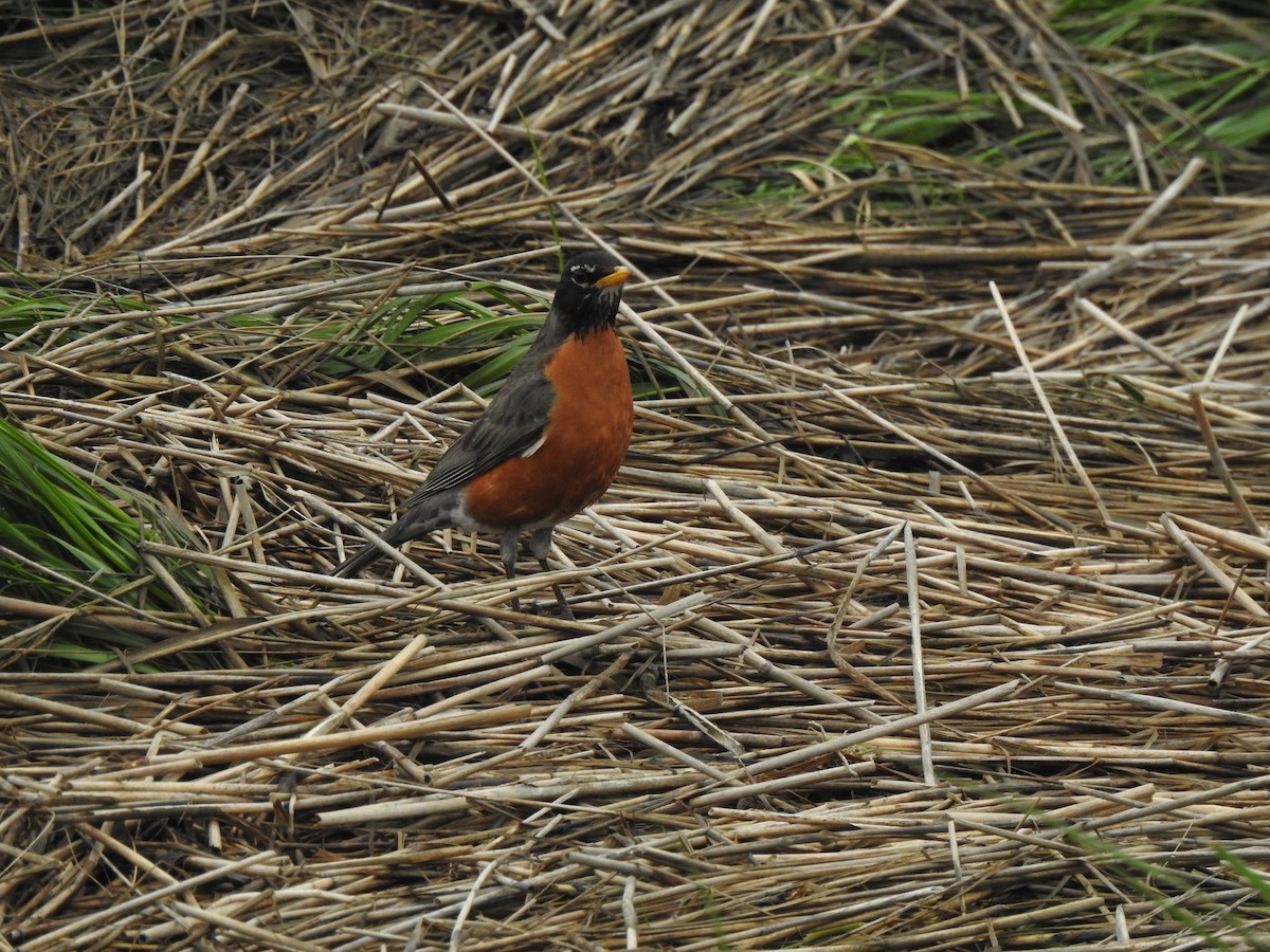 American Robin - ML620821727