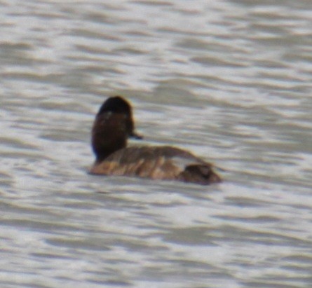 Common Pochard - ML620821728