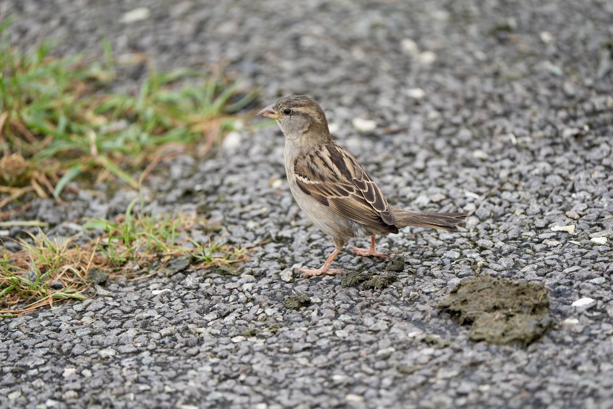 House Sparrow - ML620821729