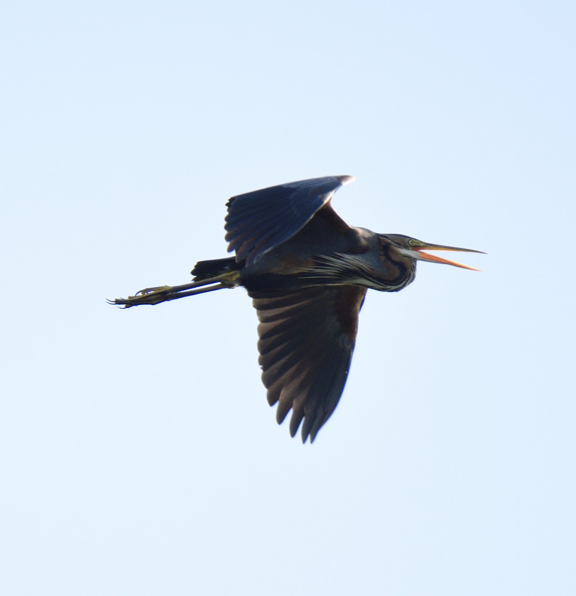 Purple Heron - ML620821732