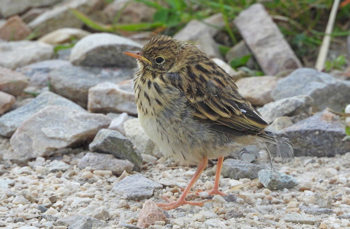 Meadow Pipit - ML620821735