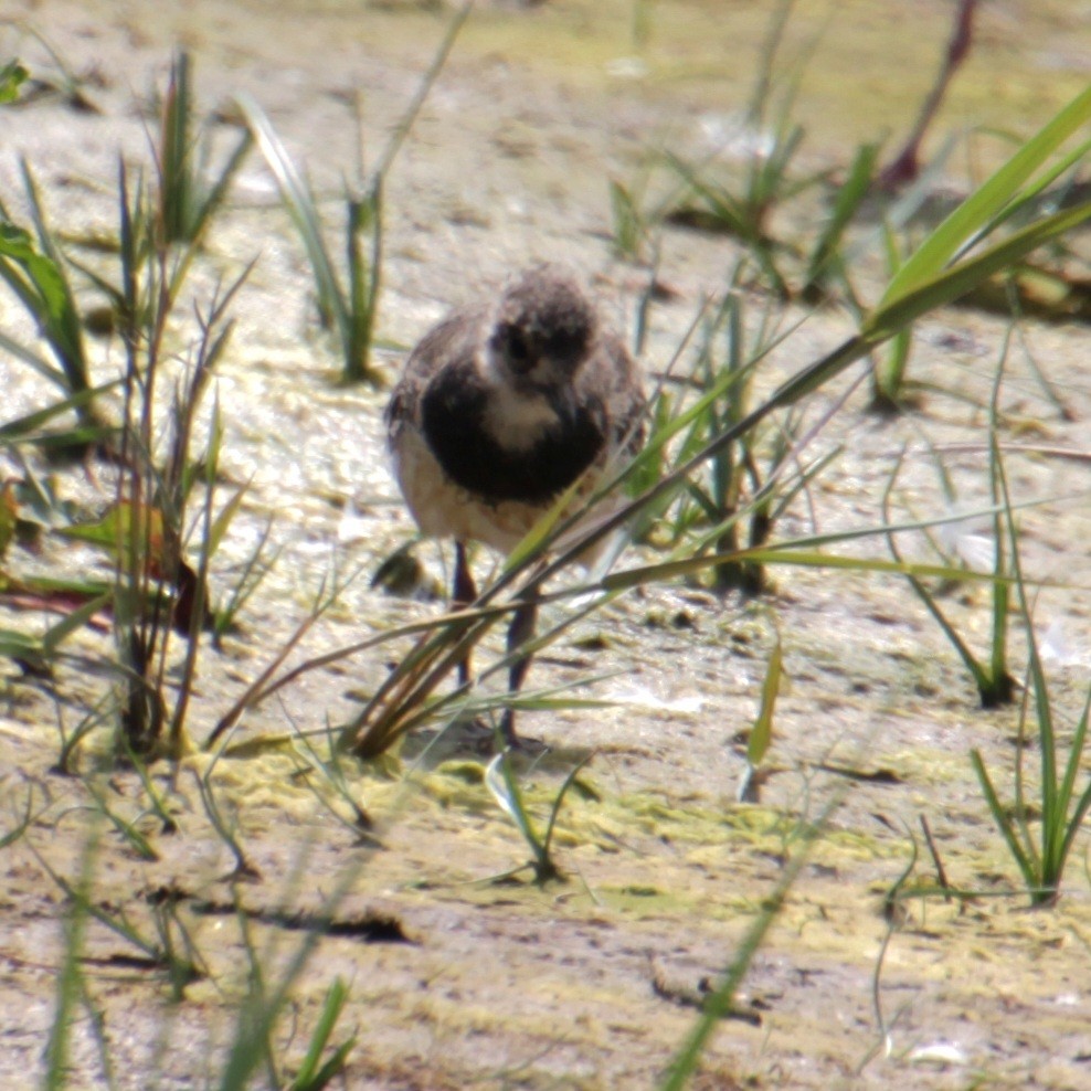 Northern Lapwing - ML620821739