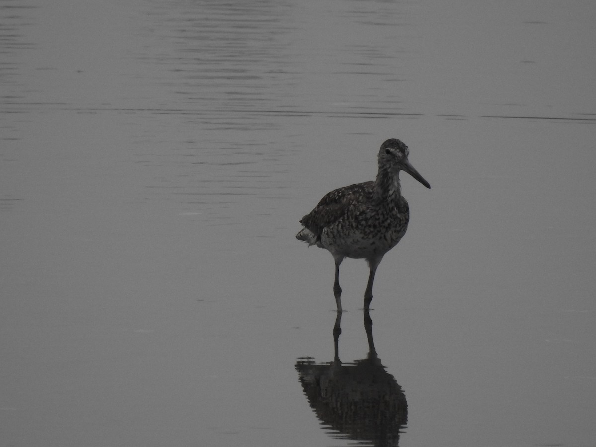 Willet - ML620821740