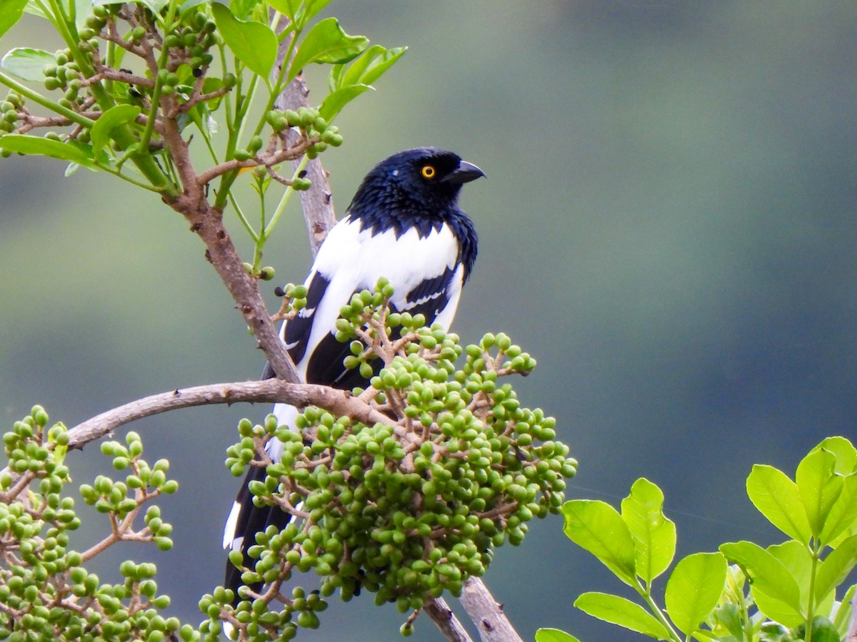 Magpie Tanager - ML620821741