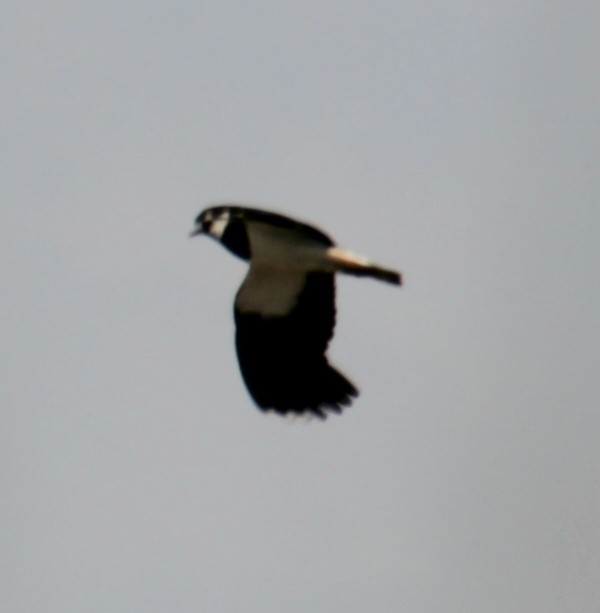 Northern Lapwing - ML620821742