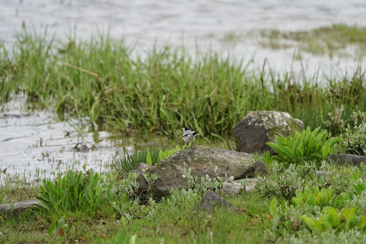 White Wagtail - Anonymous