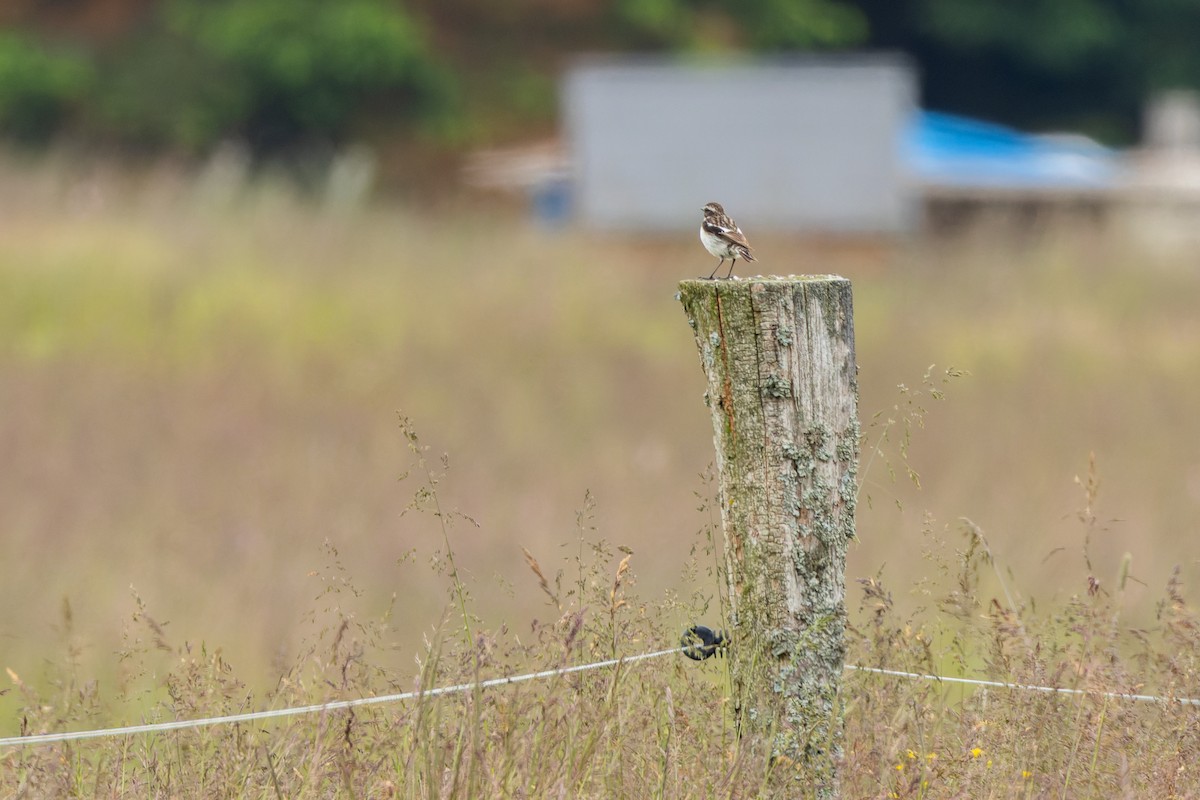 Whinchat - ML620821745