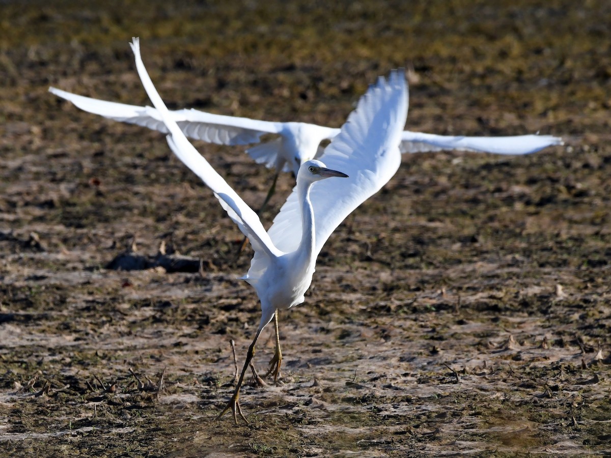 Little Blue Heron - ML620821749