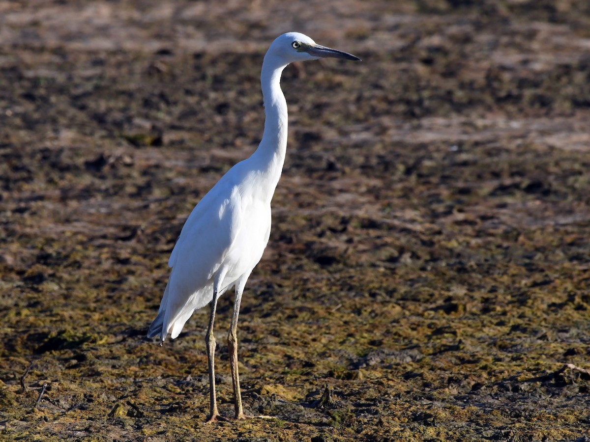 Little Blue Heron - ML620821750