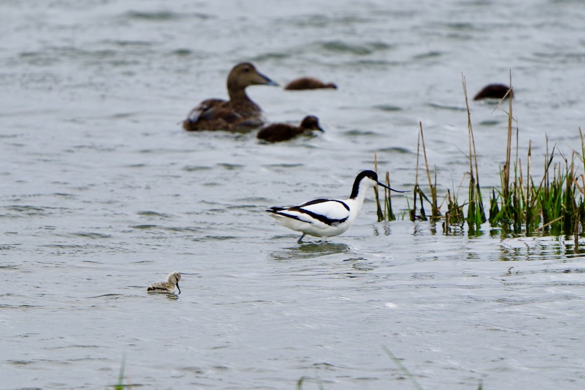 Pied Avocet - ML620821752