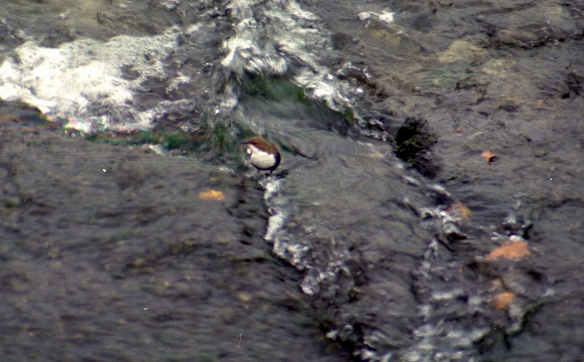 White-throated Dipper - Stephen Kane