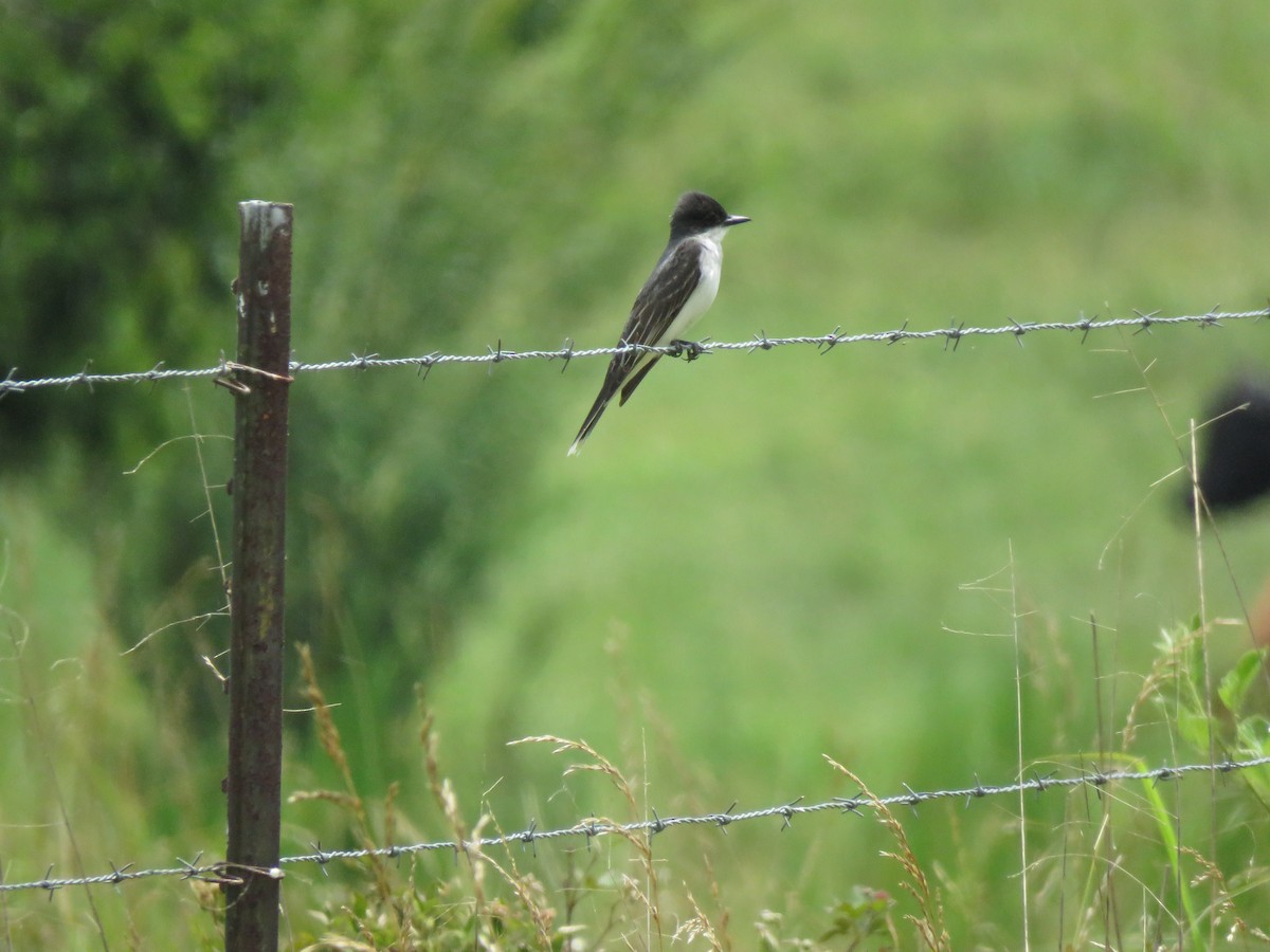 Eastern Kingbird - Greg Green