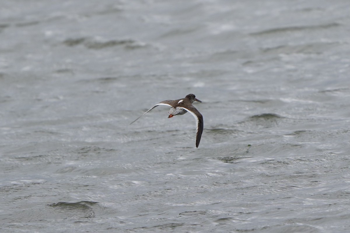 Common Redshank - ML620821764