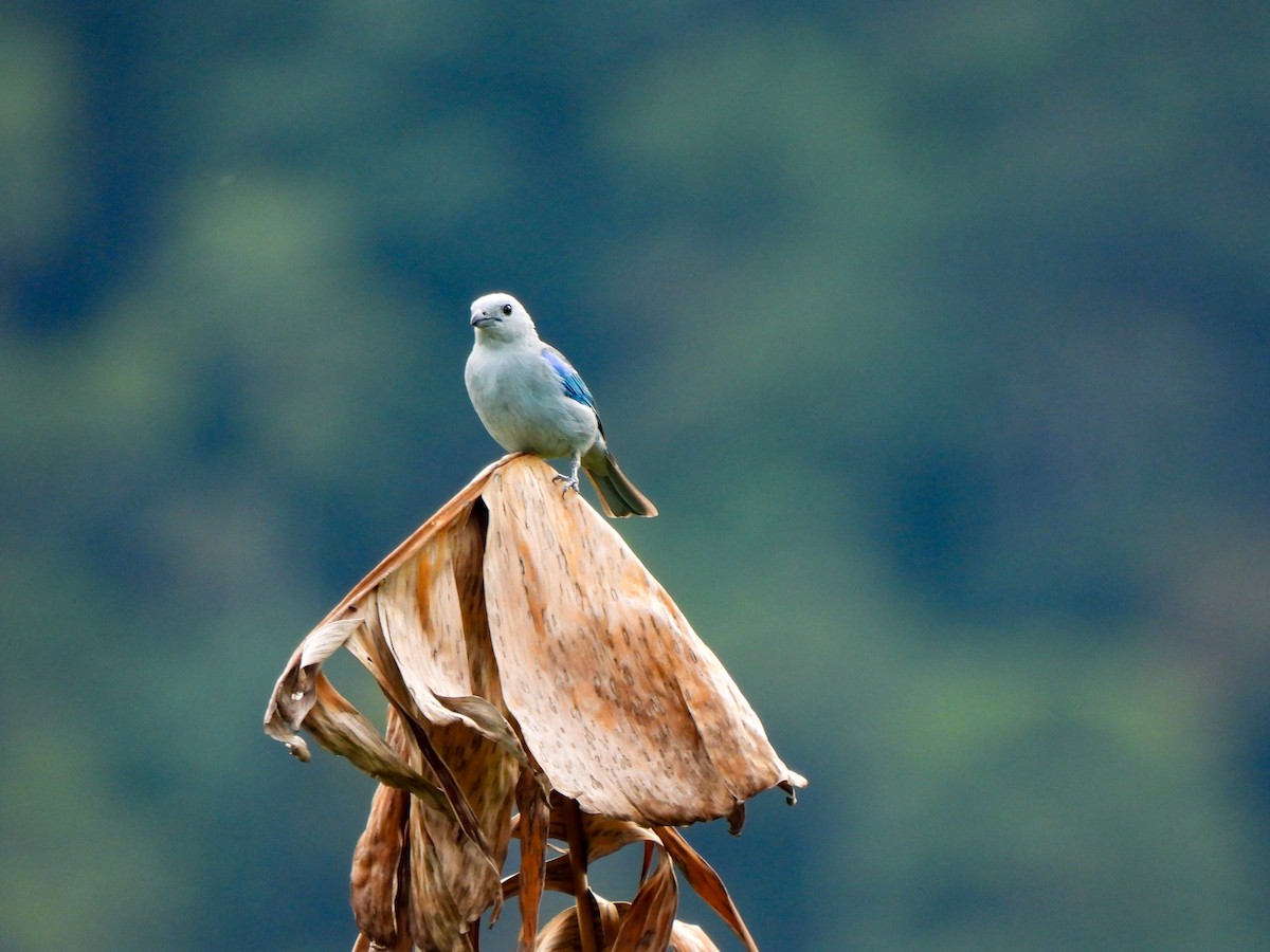 Blue-gray Tanager - ML620821768