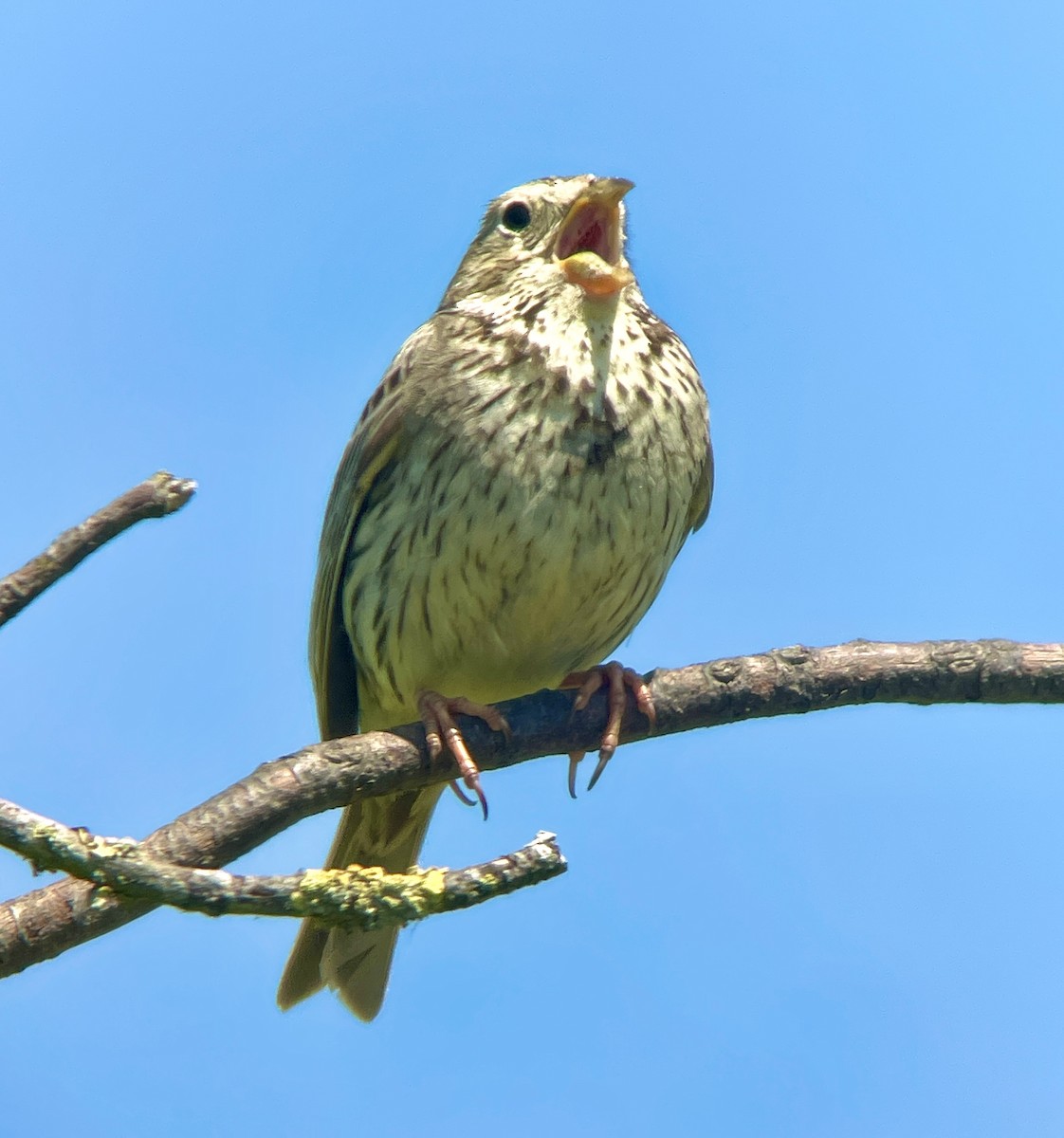 Corn Bunting - ML620821778