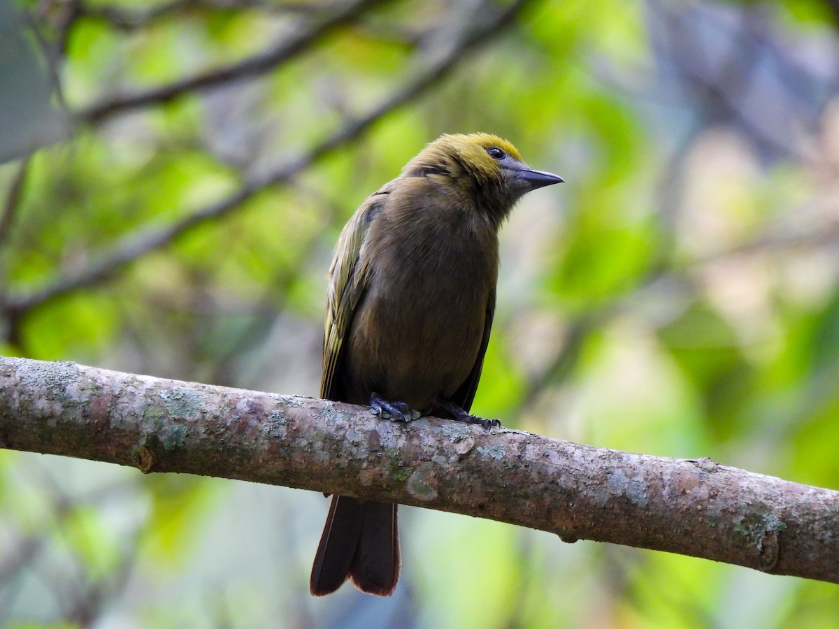 Palm Tanager - Wilson Ortega