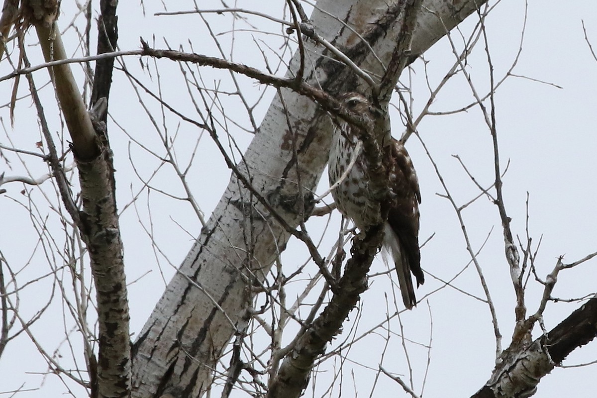 Broad-winged Hawk - ML620821780