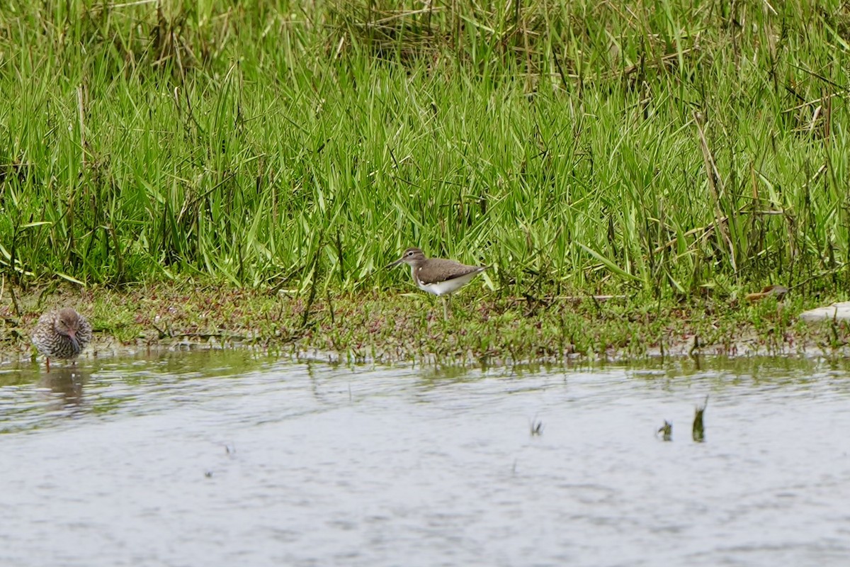 Common Sandpiper - ML620821783