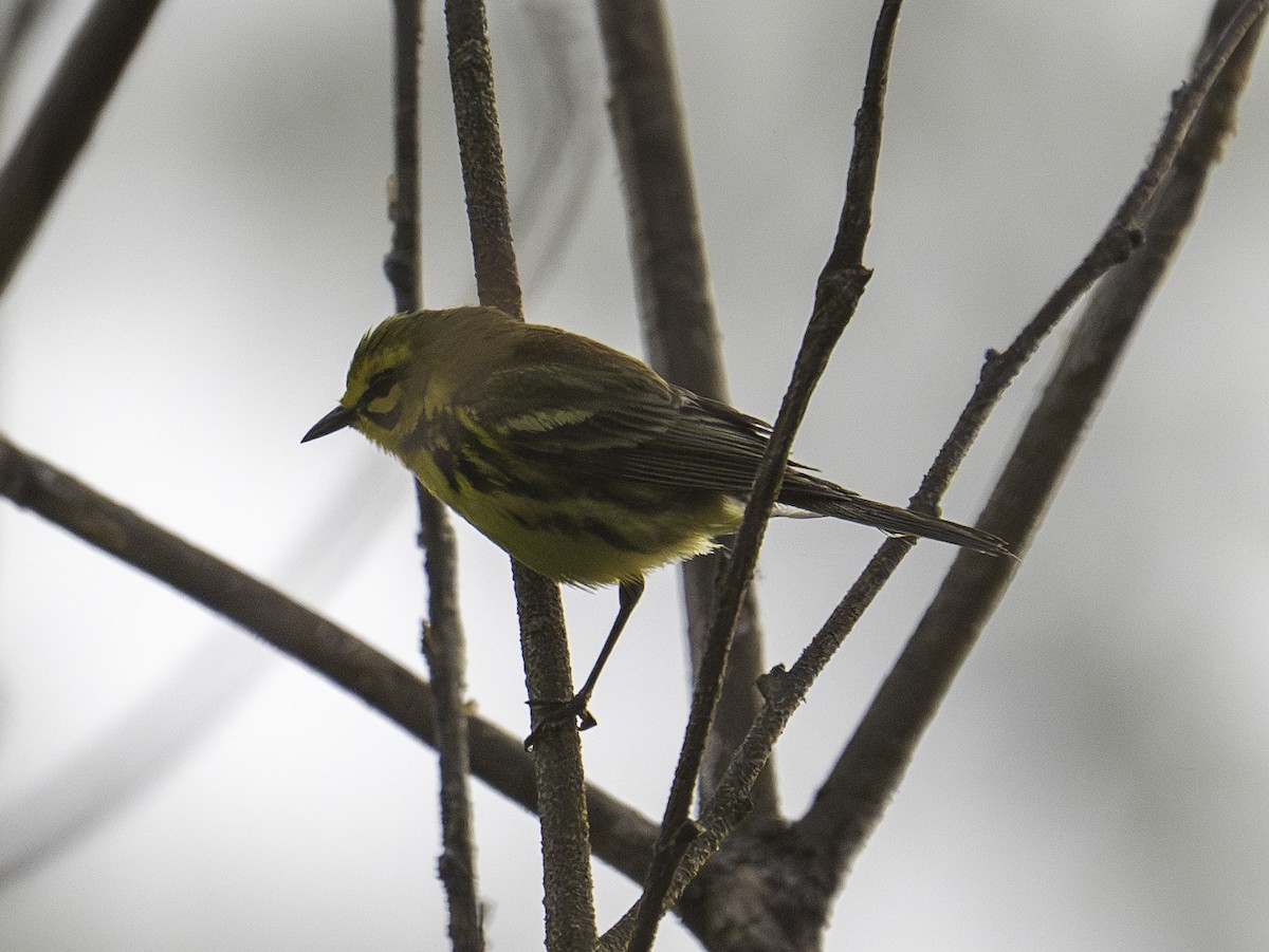 Prairie Warbler - ML620821784