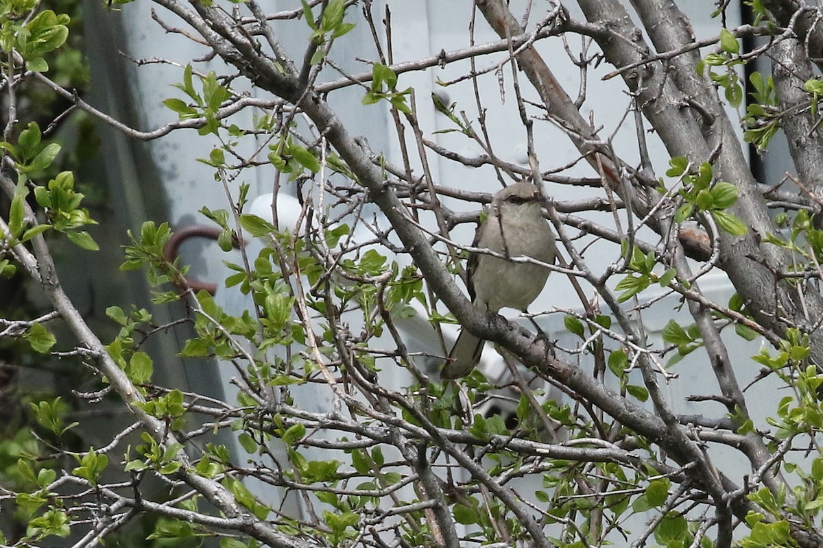 Northern Mockingbird - ML620821787