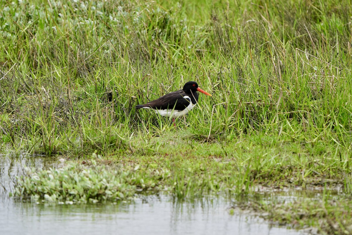 Eurasian Oystercatcher - ML620821790