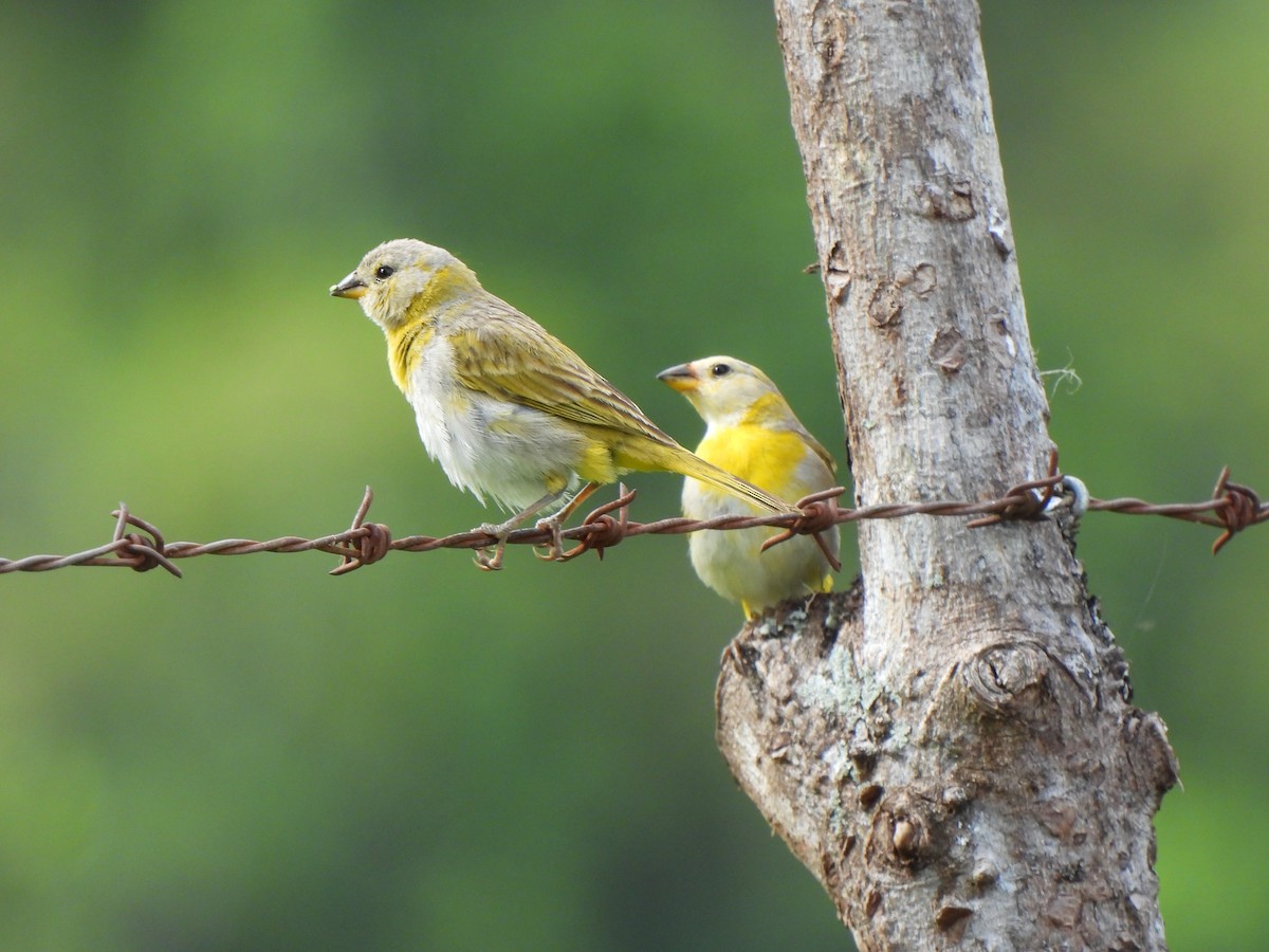 Saffron Finch - ML620821791