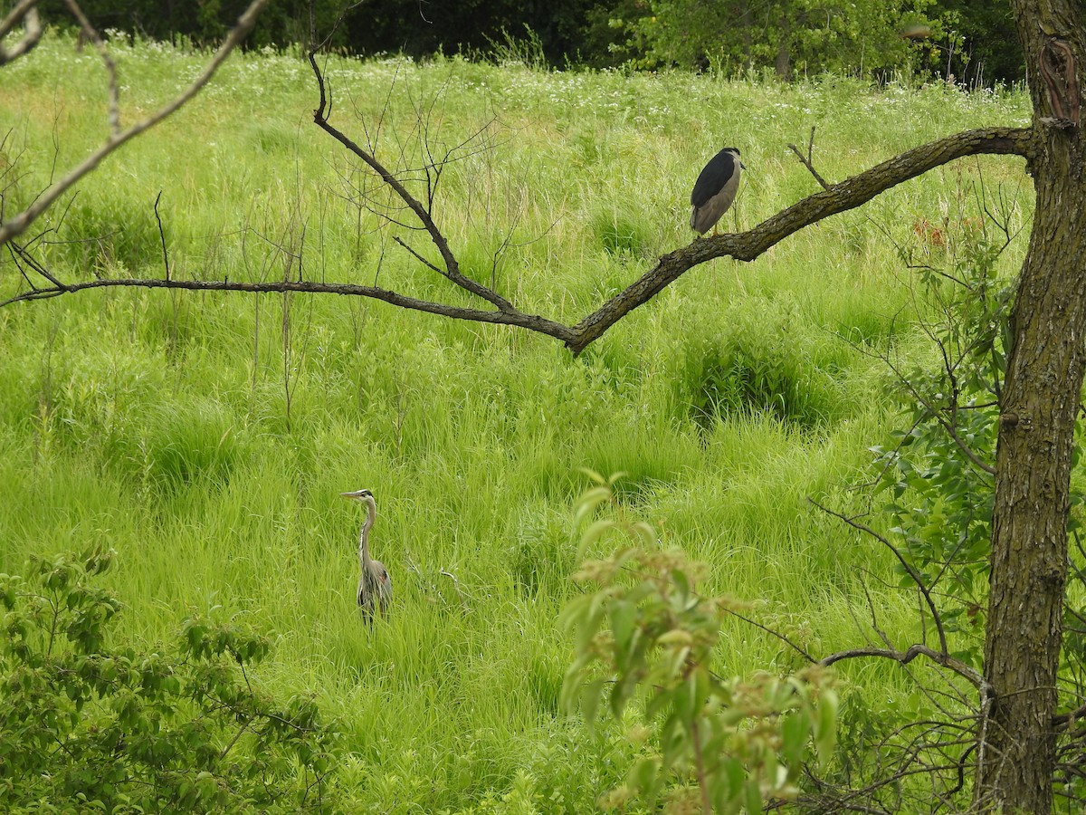 Black-crowned Night Heron - Kevin Slattery