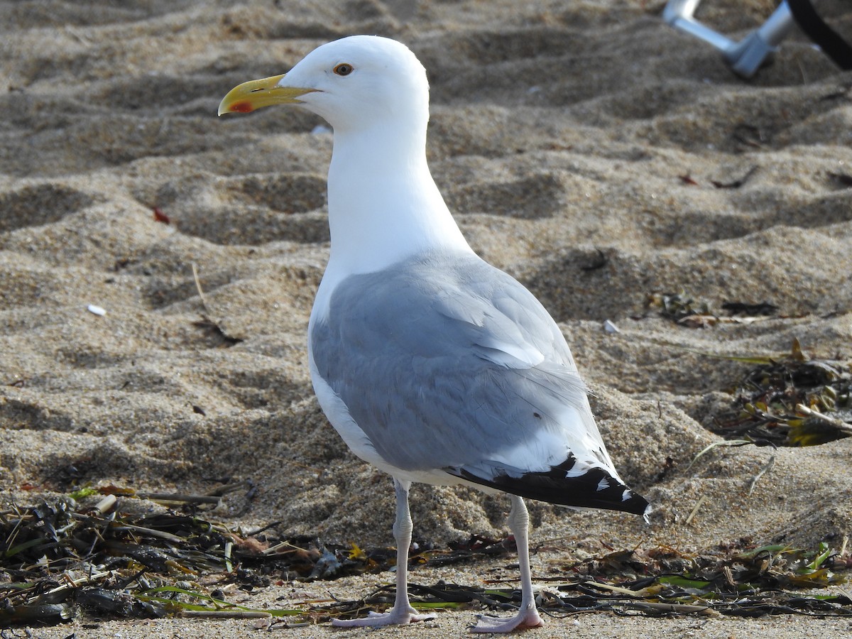 Herring Gull - ML620821795