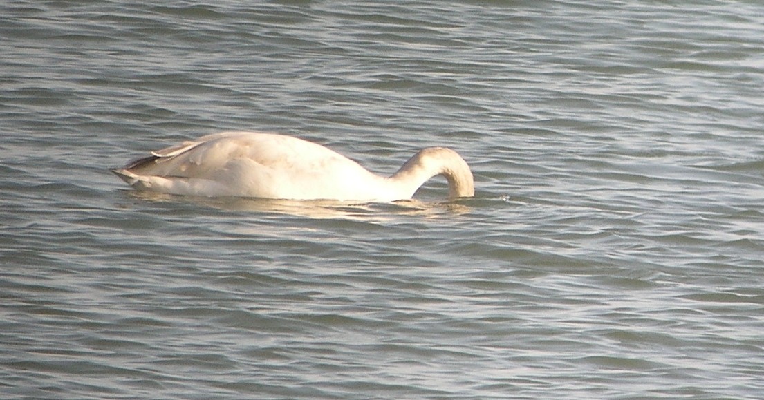 Cygne siffleur - ML620821798