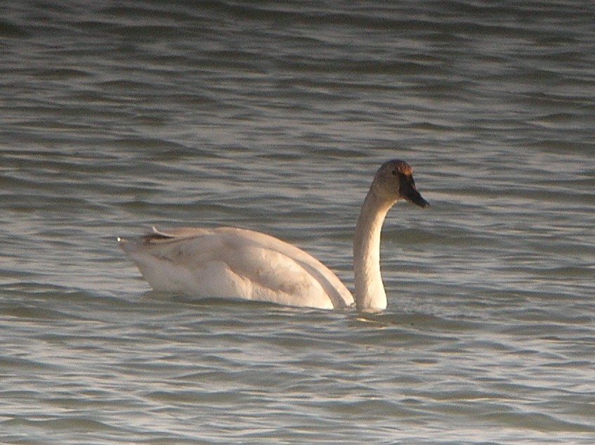 Cygne siffleur - ML620821799