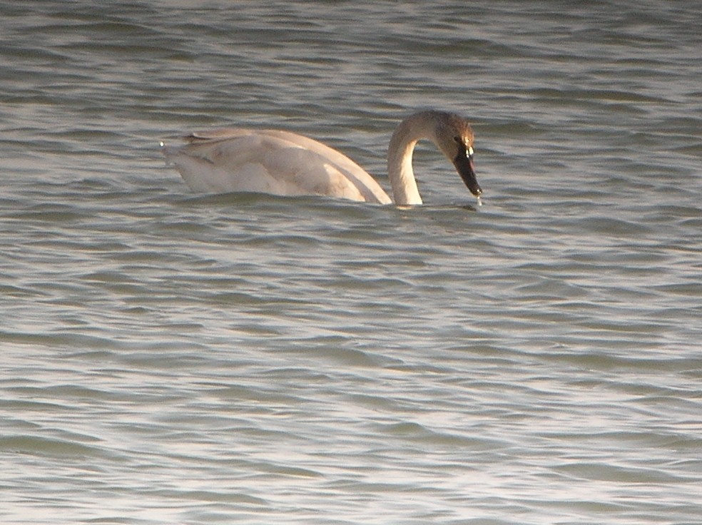 Cygne siffleur - ML620821800