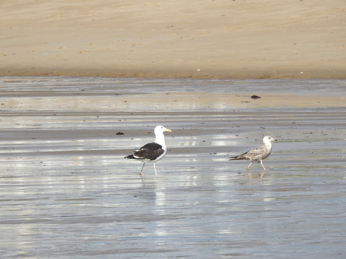 Great Black-backed Gull - ML620821801