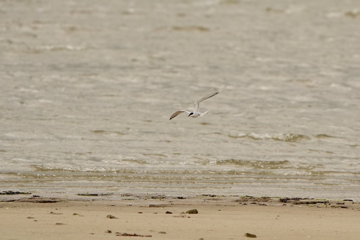 Common Tern - ML620821802