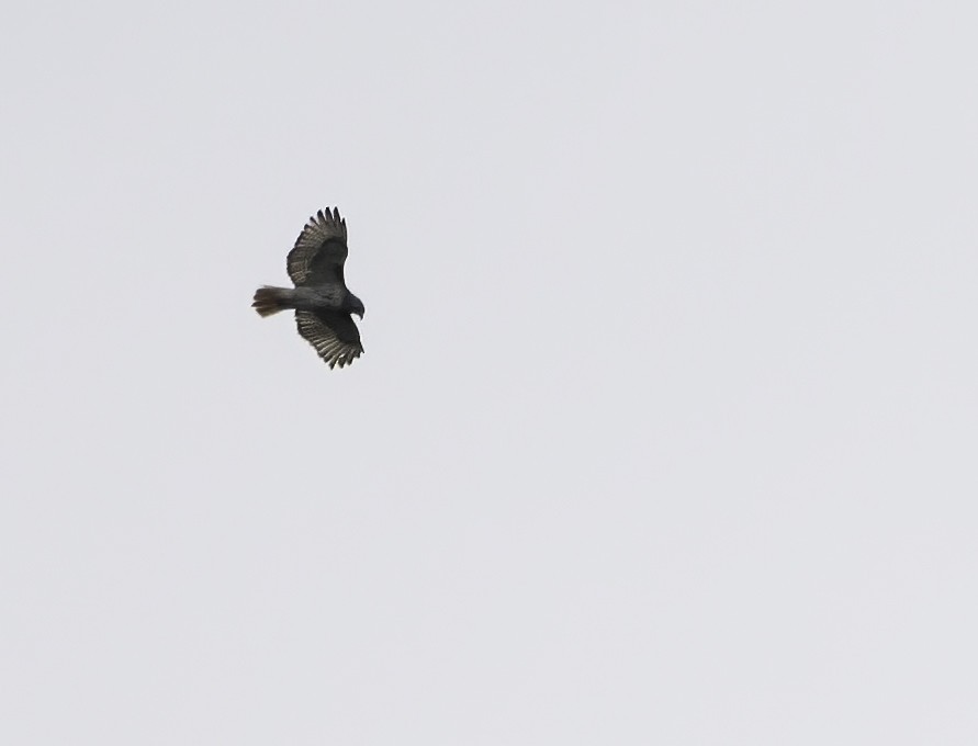 Red-tailed Hawk - Charles Carlson