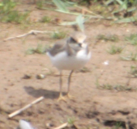 Little Ringed Plover (curonicus) - ML620821805