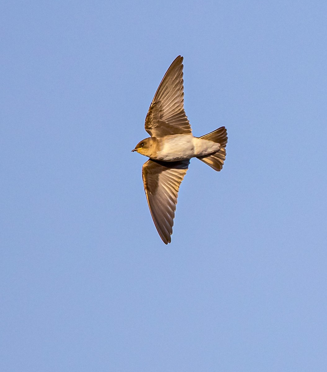 Northern Rough-winged Swallow - ML620821842