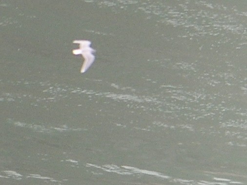 Little Gull - ML620821843