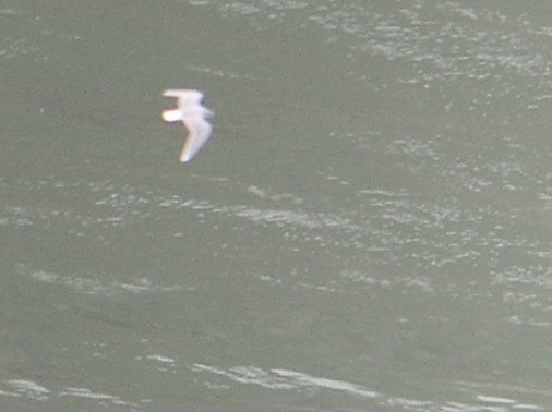 ヒメカモメ - ML620821843