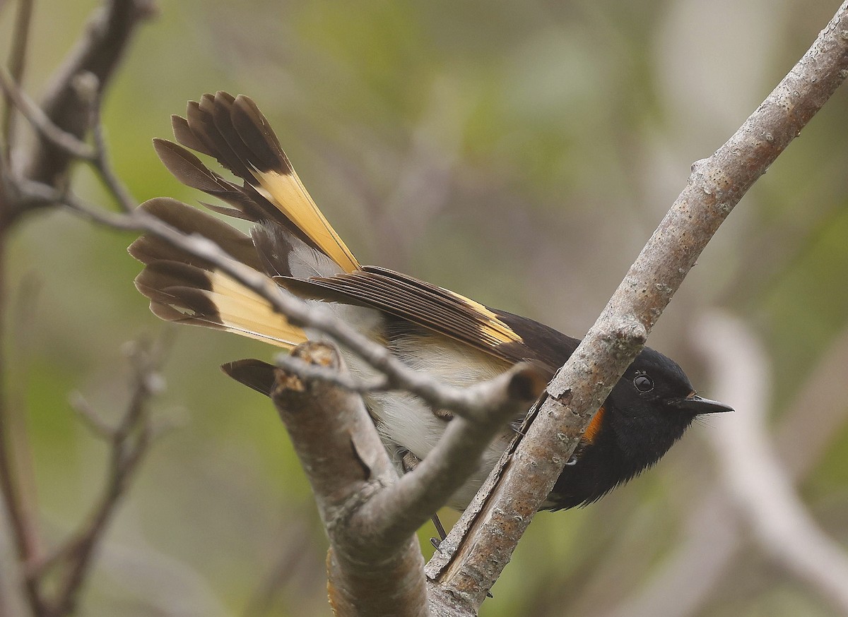 American Redstart - ML620821844